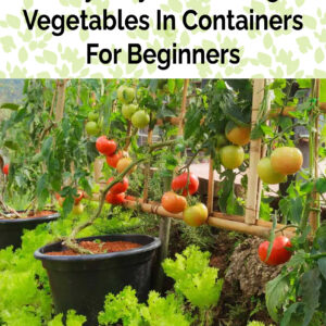Easy Way To Growing Vegetables In Containers For Beginners