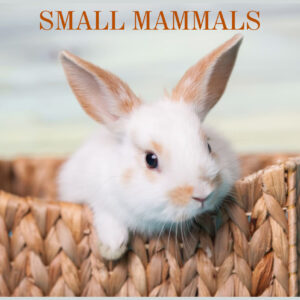 Caring for Small Mammals