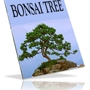 Bonsai Tree
